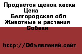 Продаётся щенок хаски › Цена ­ 6 000 - Белгородская обл. Животные и растения » Собаки   